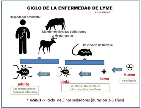 como se transmite la enfermedad de lyme